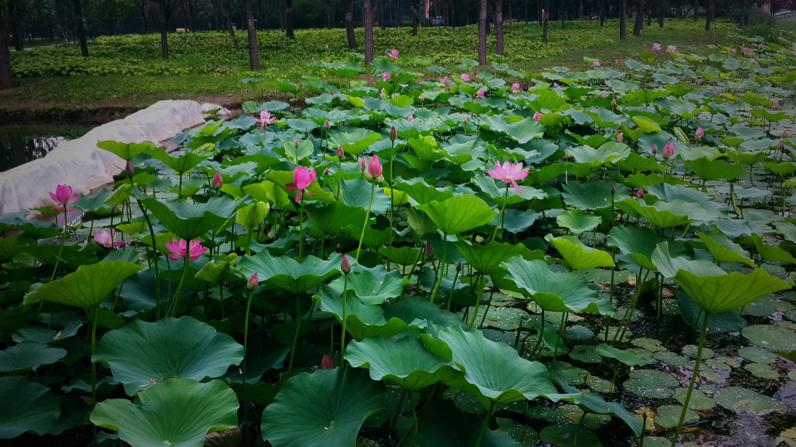 北京市朝陽(yáng)區(qū)天倫湖畔國(guó)際敬老中心